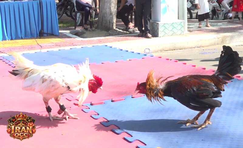 Iran OCC Cockfighting - What Information Does Cockfighting Iran OCC Provide? Iran OCC Cockfighting - What Information Does Cockfighting Iran OCC Provide?