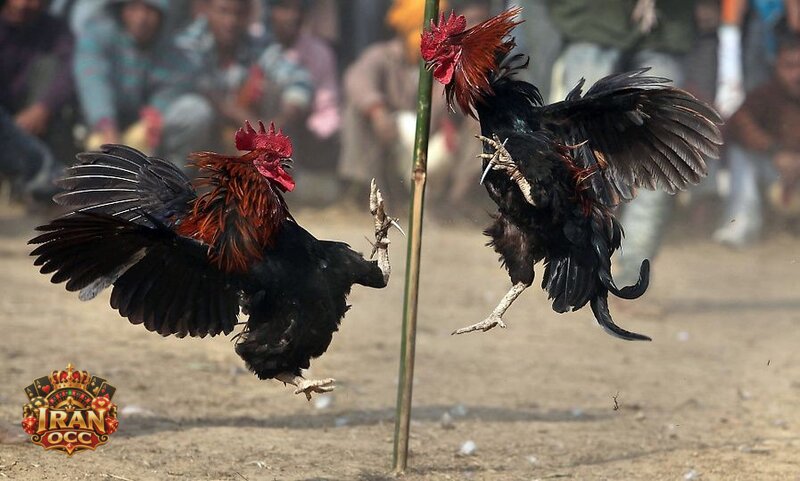 Iran OCC Cockfighting - What Roles Do Live Streaming And Real-Time Data Play? Iran OCC Cockfighting - What Roles Do Live Streaming And Real-Time Data Play?
